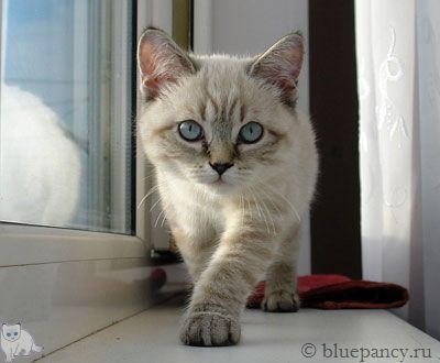 Seal lynx point British shorthair cat Royal Blue b. Soft Shine, age 3 months