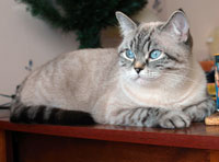 Seal lynx point British shorthair cat Royal Blue b. Soft Shine