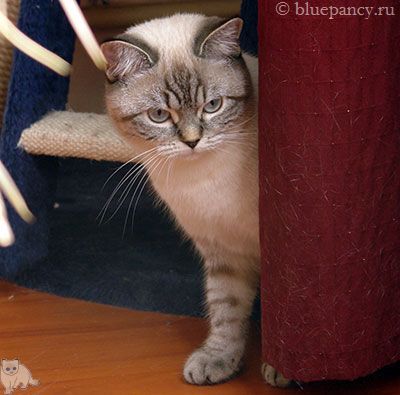 Seal lynx point British shorthair cat Royal Blue b. Soft Shine, age 9 months